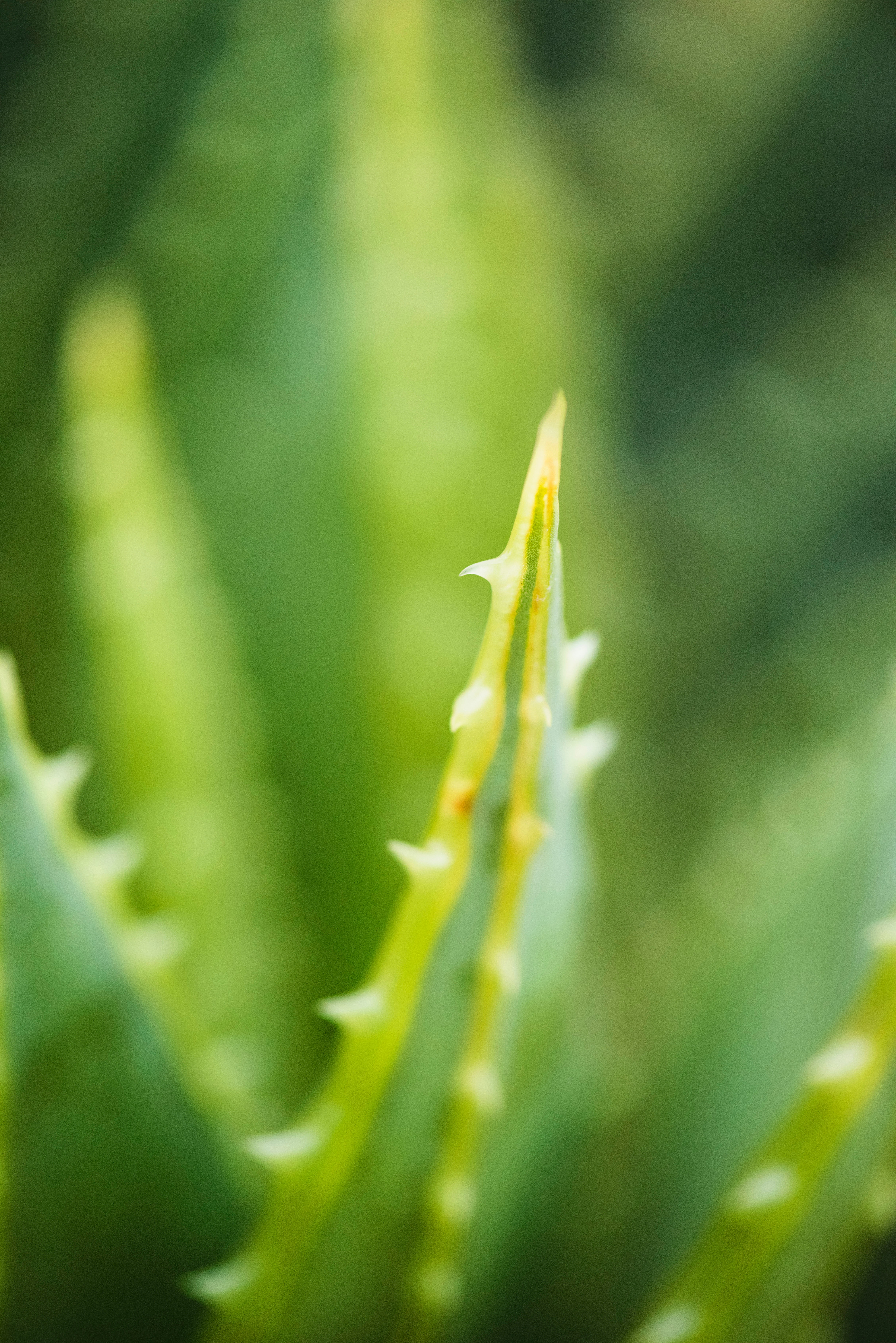 3 Surprising Facts About A Plant You Already Have In Your Kitchen